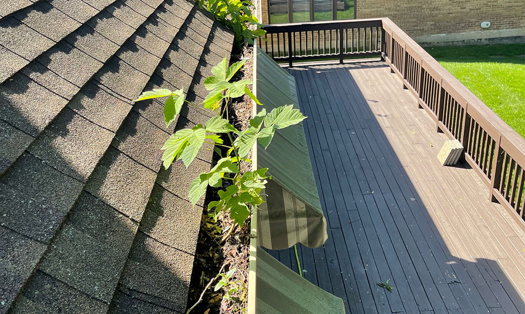 clogged gutters with seeds